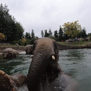 Pool Party Summer GIF by Oregon Zoo - Find & Share on GIPHY