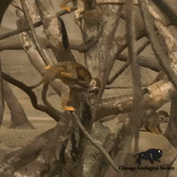 Family I Have To Go GIF by Brookfield Zoo