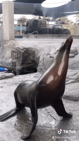 AquariumPacific dancing tiktok aquarium sea lion GIF