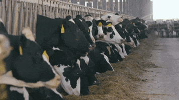 alltech cow dairy dairy cow alltech GIF