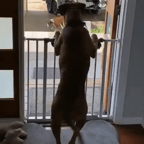 Video gif. Dog stands on hind legs and leans onto a gate in a doorway, excitedly wiggling as another dog comes up to the doorway from outside.