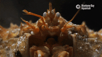 King Crab GIF by Monterey Bay Aquarium