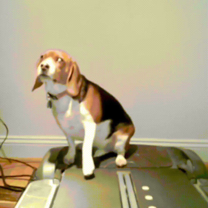 Dog Exercising GIF - Find & Share on GIPHY