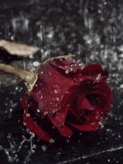 flowers roses GIF