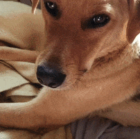 Let Me Smell You Love Dogs GIF by KreativCopy