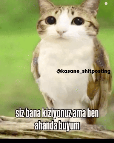 Meowl GIF