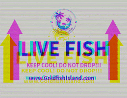 Fish GIF by goldfishisland