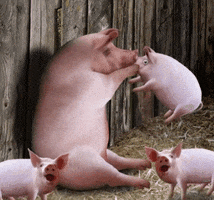 pigs GIF
