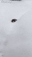 Cat GIF by ViralHog