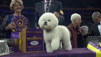 westminster dog show flynn GIF by Westminster Kennel Club