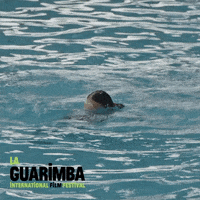 Help Me Swimming GIF by La Guarimba Film Festival