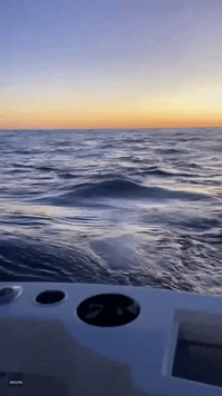 People Freak Out as Whales Come Near Boat