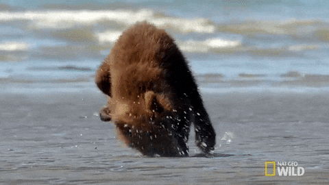 Bear GIFs - Get the best GIF on GIPHY