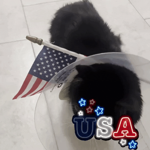 4Th Of July Cat GIF
