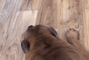 Cane Corso What GIF by Tony-Jazz