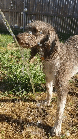 Wet Dog GIF by Geekster Pets