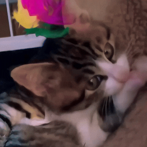 Cat ねこ GIF