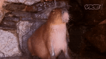 Relax Capybara GIF by VICE España