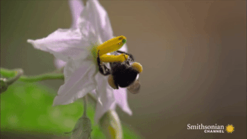 motion bumblebee GIF