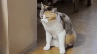 cat picture GIF