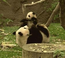 Baby Animals Reaction GIF by San Diego Zoo Wildlife Alliance