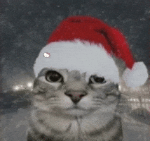 Cat GIF