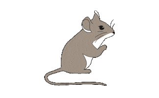 Mouse Mice Sticker by tobiasandthebear