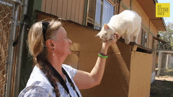 Cat Lady Love GIF by 60 Second Docs