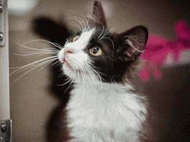 Glow In The Dark Cat GIF by Nebraska Humane Society
