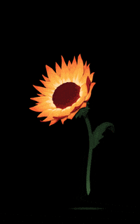 Sunflower GIFs - Get the best GIF on GIPHY