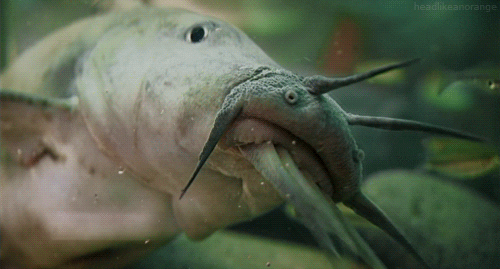 Lost Land Of The Volcano Fish GIF
