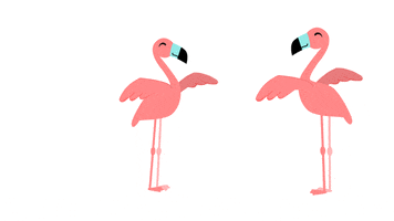 Tambu dancing wedding flamingo dans GIF