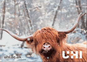 Merry Christmas GIF by University of the Highlands and Islands