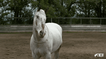 Horse Smile GIF by FEI Global