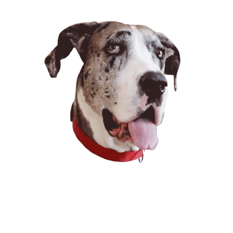 Great Dane Dog Sticker by Cayenne Creative