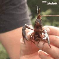 WDRLokalzeitDortmund hello hi hey hallo GIF