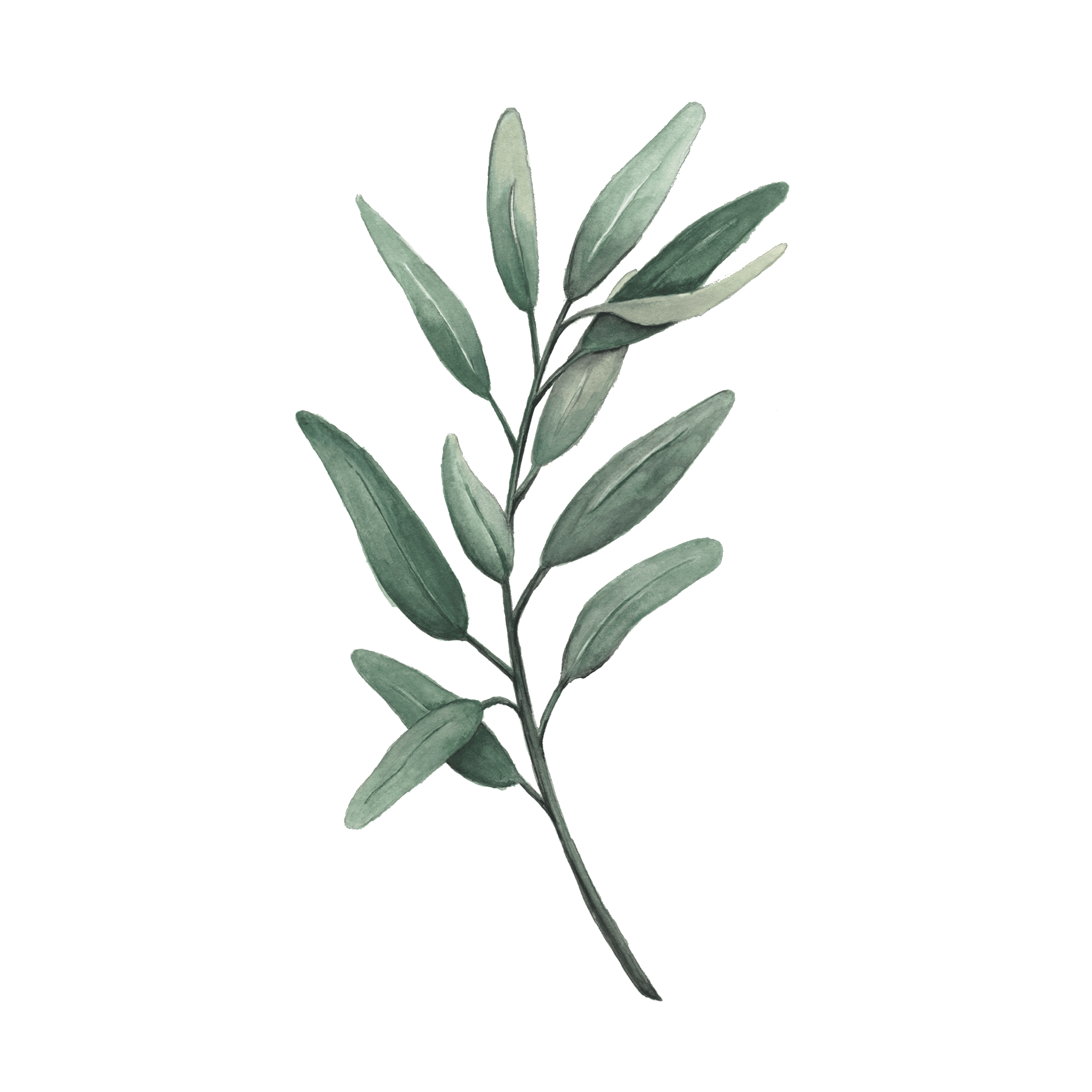 Featured image of post Olive Leaves Aesthetic - Check out this fantastic collection of leaves aesthetic wallpapers, with 46 leaves aesthetic background please contact us if you want to publish a leaves aesthetic wallpaper on our site.