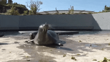 GIF by Mystic Aquarium