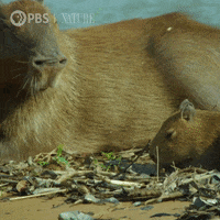 Pbs Nature Yawn GIF by Nature on PBS