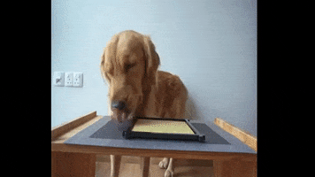 Golden Retriever Please GIF by WoofWaggers