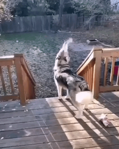 giphy.gif
