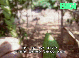 Sukkot GIF by BIGI_TV