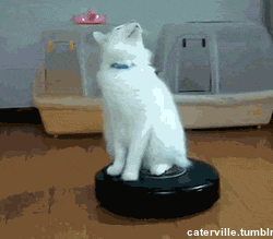 Infinite Cat Spinning Gif Find Share On Giphy