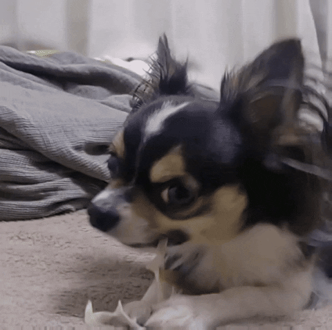 Dog Chihuahua GIF