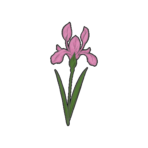 Flower 꽃 Sticker