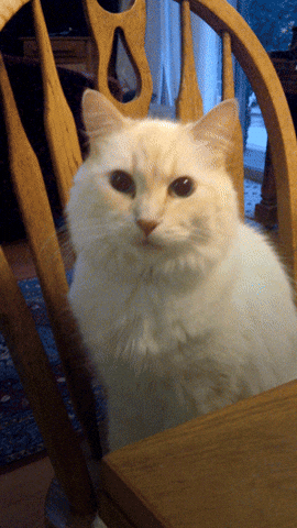 we need to talk cat GIF