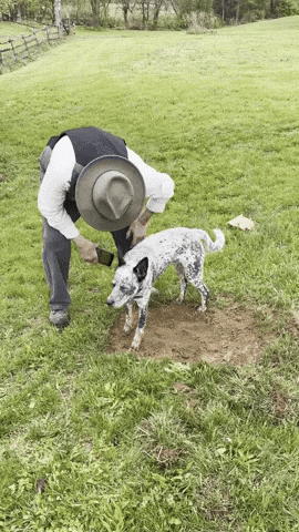 Farm Dog Blue GIF