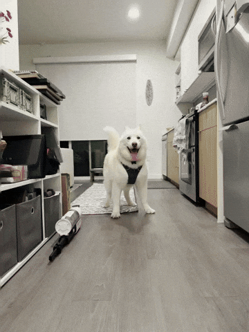 White Dog GIF