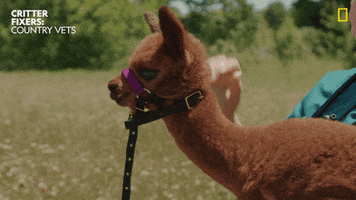 National Geographic Pets GIF by Nat Geo Wild