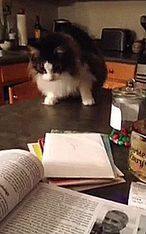 cat room GIF